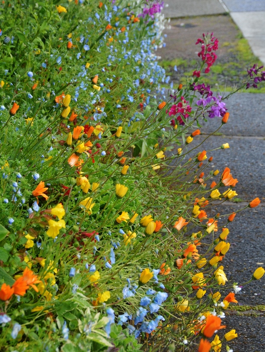 flowers